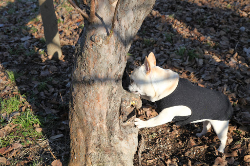 I chased a squirrel right into this big hole in this apple tree!  There's a bird feeder nearby and the squirrel has been eating the seeds!