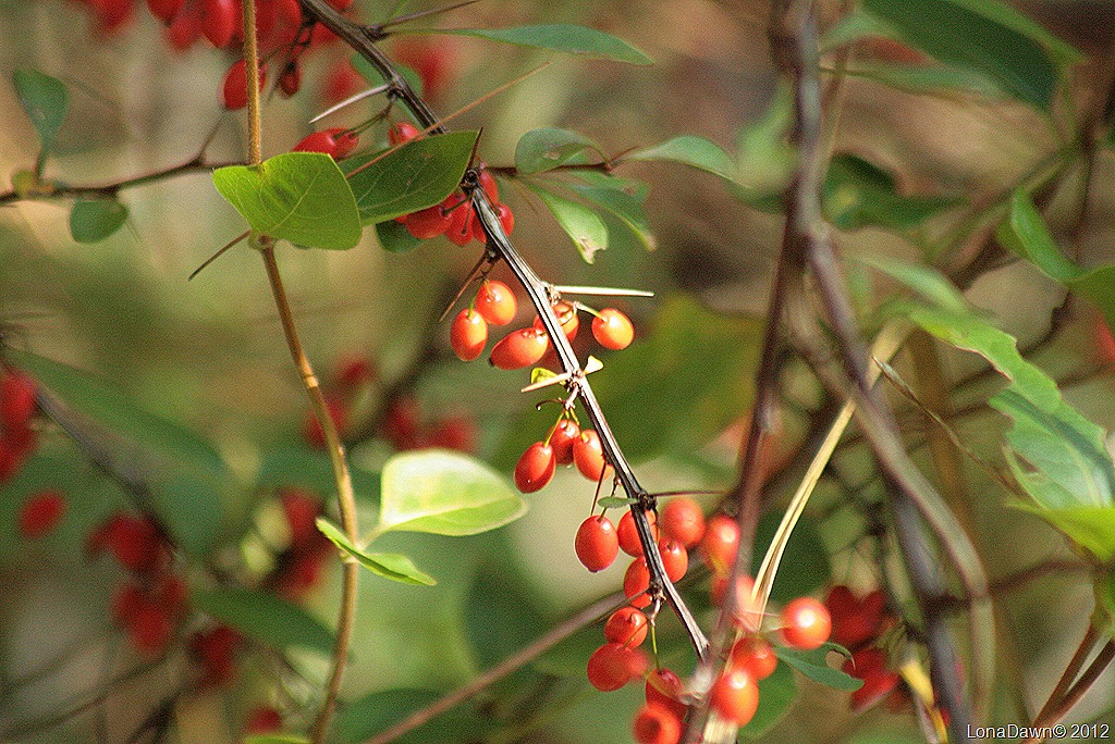 [CF_Autumn_Berries2%255B9%255D.jpg]