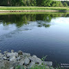 dsc03605.jpg