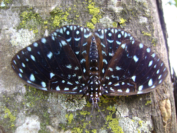 Lépidoptères de Pitangui au Minas Gerais - Hamadryas laodamia laodamia (CRAMER, 1777), mâle. Pitangui (Minas Gerais, Brésil), 21 octobre 2009. Photo : Nicodemos Rosa