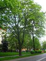 IMG_0296.JPG