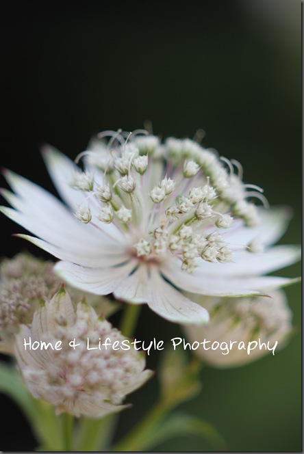 Home & Lifestyle Home & Lifestyle
