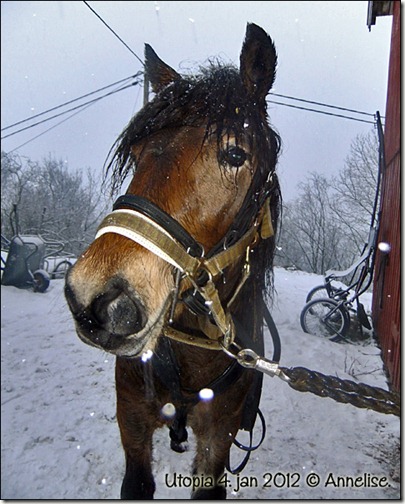 2012_utopia4jan_01