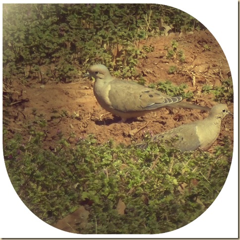 Mourning Doves