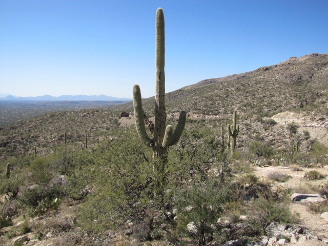 [Tucson%2520Drive%2520%2526%2520Mt.%2520Lemmon%2520014%255B4%255D.jpg]