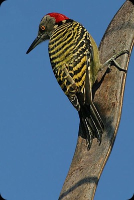 pajaro_carpintero_Melanerpes_striatus