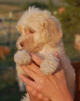 baby labradoodle