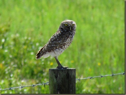 burrowing owl