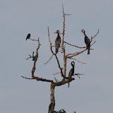 Oriental darters