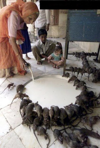 It Happens only in India - Funny Pictures