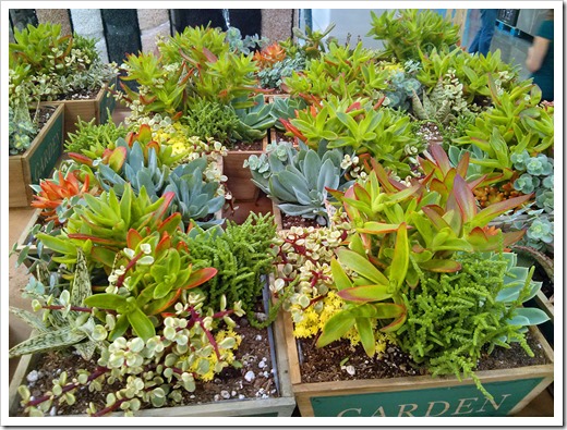 130612_SucculentGarden_Costco_07