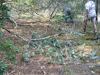 Cactus plants on campground property