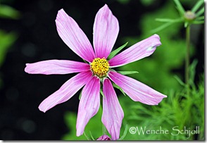 Cosmos-(17)