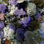 Purples, Browns, and Creams - Oak Beach, Australia
