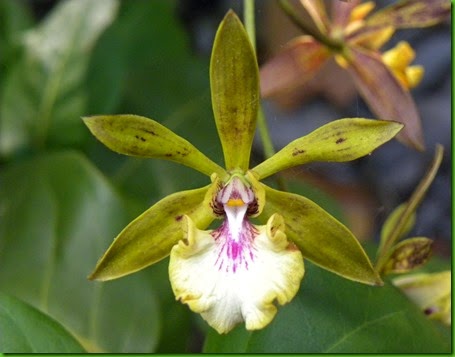 encyclia_gracilis_flower_1