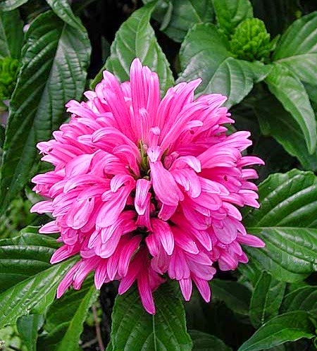 [Justicia%2520rosa%255B3%255D.jpg]