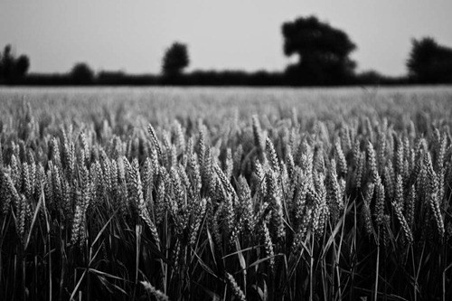 The-Wheat-Field