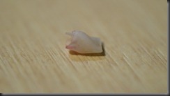 kiera tooth 004