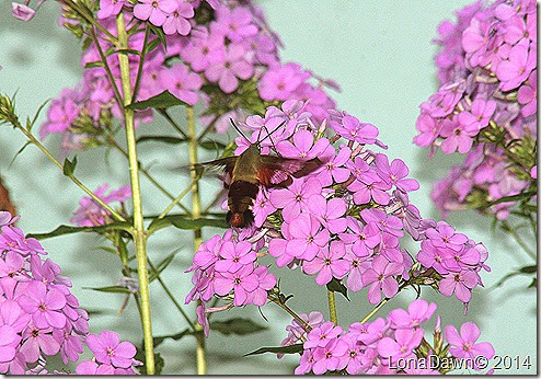 Clear Wing Moth Hummingbird