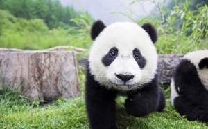 [baby-panda-300x187%255B3%255D.jpg]