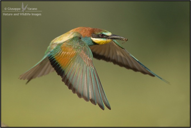 Gruccione---(European)-Bee-Eater-(Merops-apiaster)-0307111DIII2905
