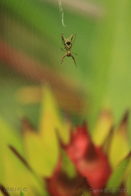 [IMG_1985%255B10%255D.jpg]