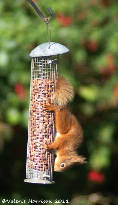 [red-squirrel-upsidedown%255B2%255D.jpg]