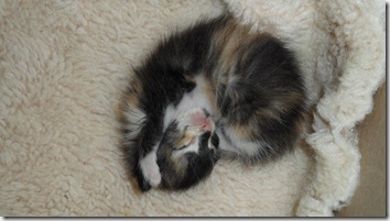 Tiny-tortie-kitten-7-0ct-2012