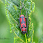 Spotted Tylosis