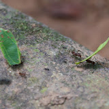 Leaf cutter ants