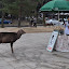 Cèrvol esperant que algú li compri menjar
Deer waiting for a tourist to buy him/her food