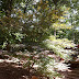 Our other Japanese Maple