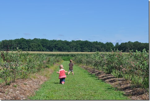 College Run Farms, blueberry picking, blueberry farm, blueberry patch