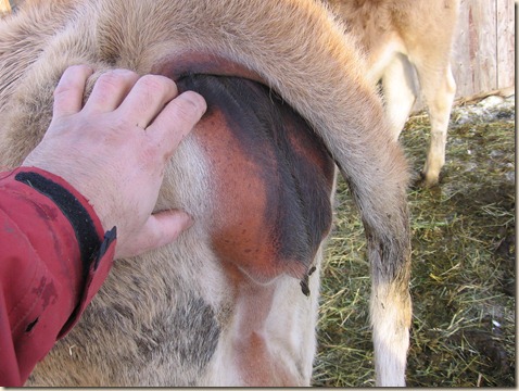 cow progress 044