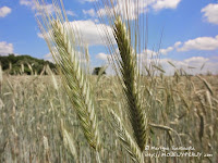 kłosy żyta