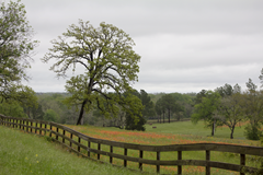 Copelyn Springs Road Chappell Hill TX 2