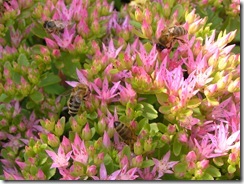 včely na květech 024