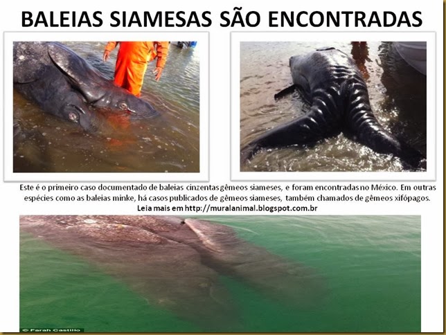 BALEIAS SIAMESAS SÃO ENCONTRADAS