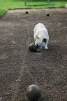 And while I'm at it, I'll give my ball a little shove.  Franny's too busy lounging on the spectator bench to notice anyway.