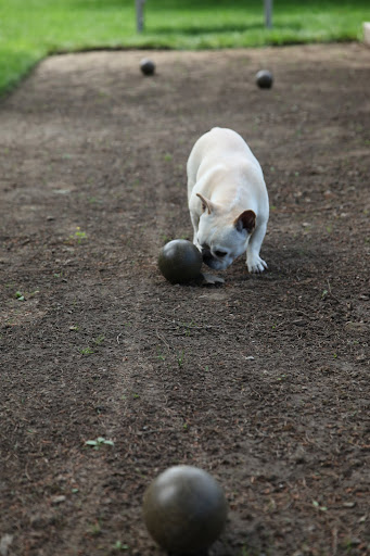 And while I'm at it, I'll give my ball a little shove.  Franny's too busy lounging on the spectator bench to notice anyway.