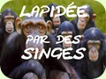 Lapidée par des Singes