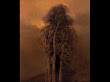 Zdzislaw Beksinski Dead Tree