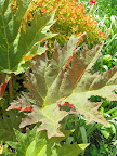 Rheum palmatum - who doesn't love this rhubarb relative and its big, bold foliage?