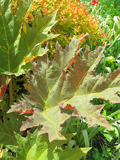 Rheum palmatum - who doesn't love this rhubarb relative and its big, bold foliage?
