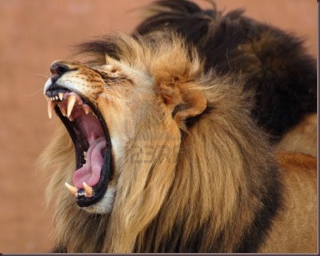Amazing Animals Pictures Lion  (12)