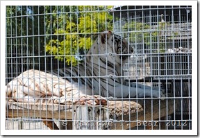tn_2012-05-21 Special Memories Zoo (49)