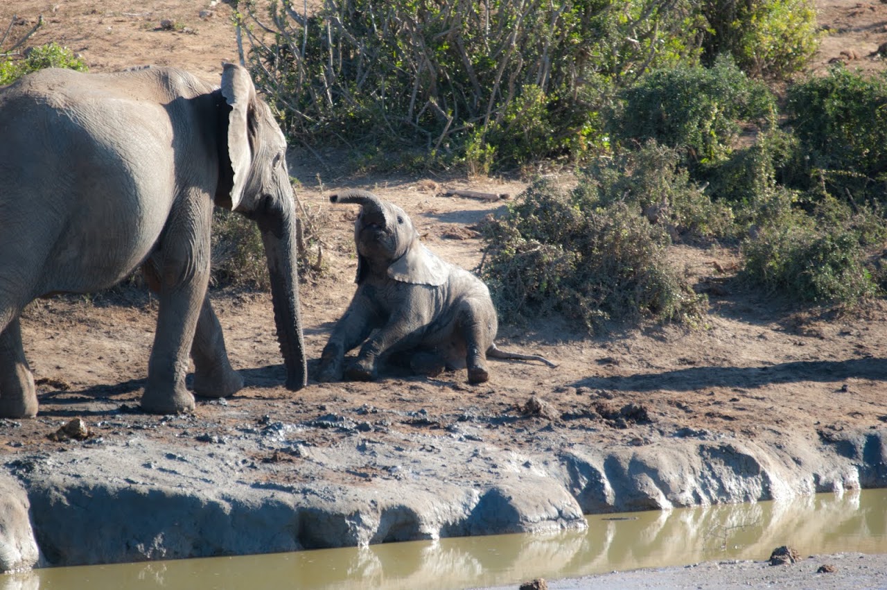 Elephant at Addo