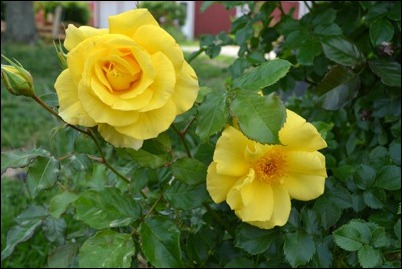 yellow roses