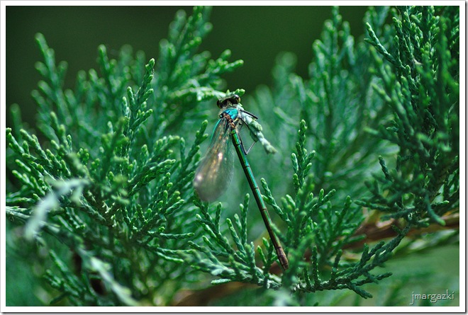 DSC_0758 DSC_0758