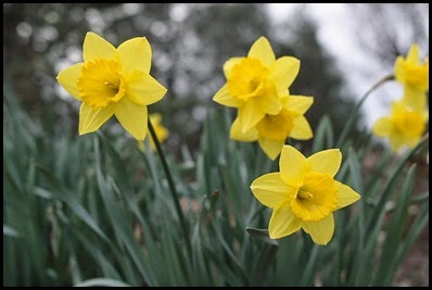 Daffodils4